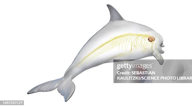 dolphin's nervous system, illustration - peripheral nervous system stock illustrations