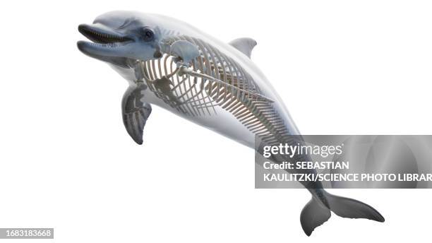 dolphin's skeletal system, illustration - casque 3d stock illustrations