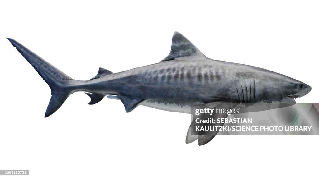Tiger Shark, illustration