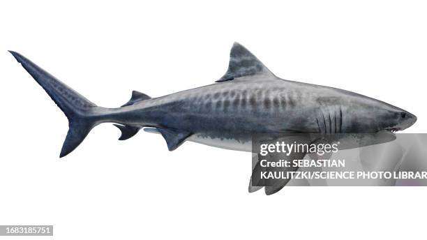tiger shark, illustration - leopard shark stock illustrations