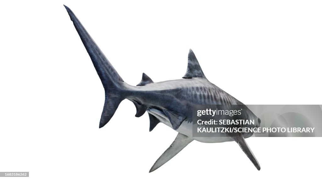 Tiger Shark, illustration