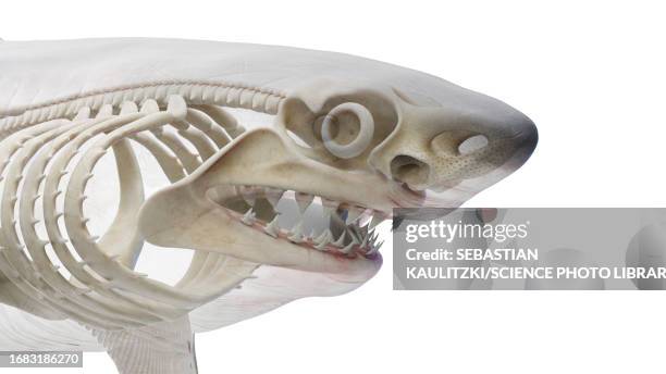 shark's skeletal system, illustration - fish skeleton stock illustrations