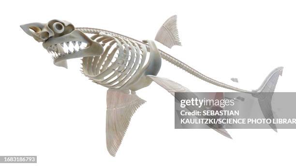 shark's skeleton, illustration - fish skeleton stock illustrations