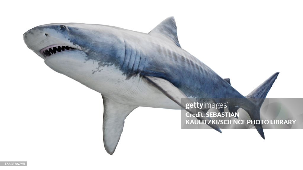 Tiger Shark, illustration