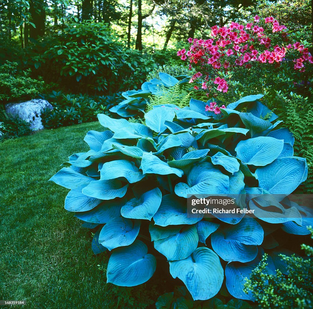 Blue Hosta