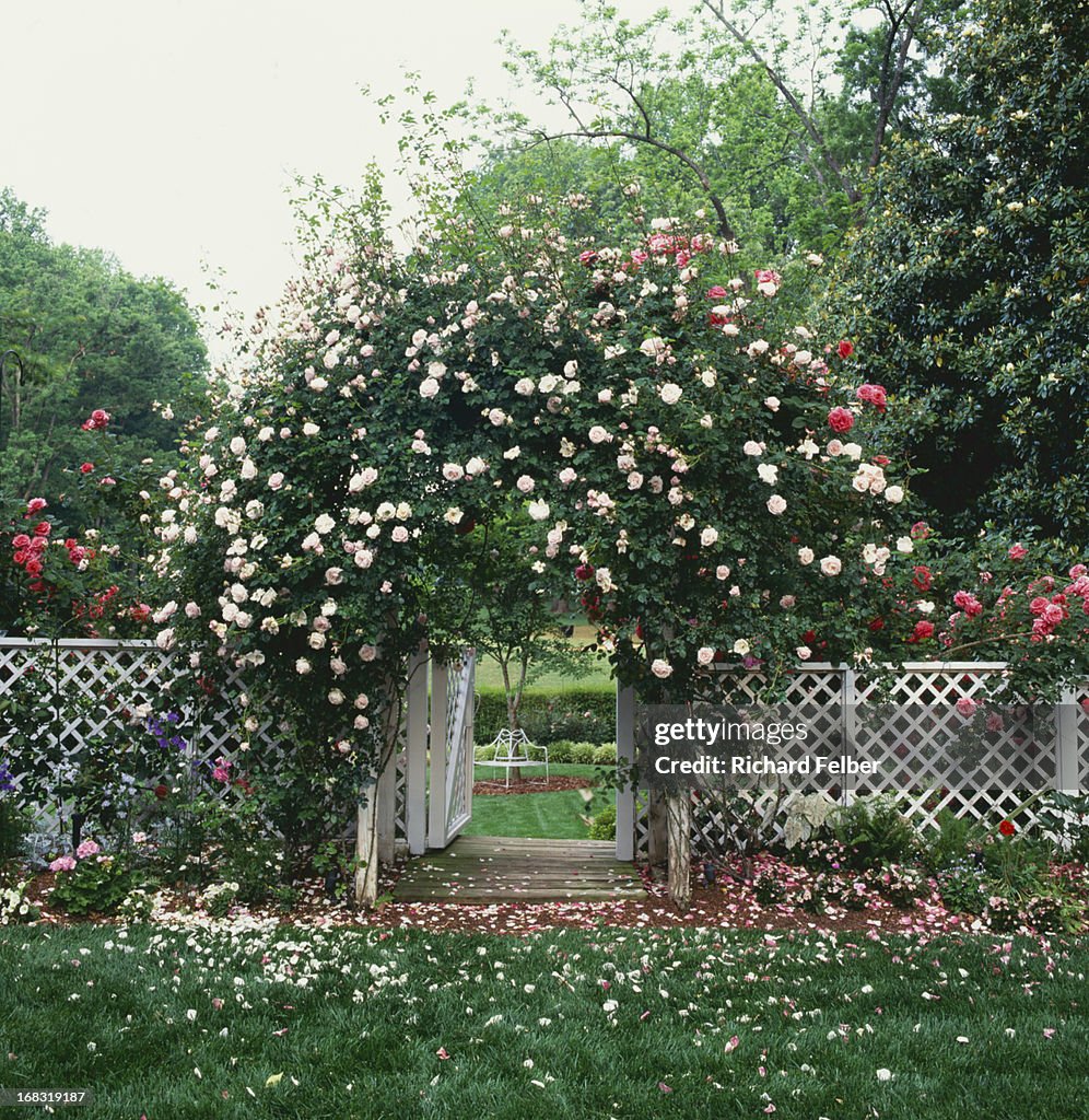 Roses Growing on Arbor