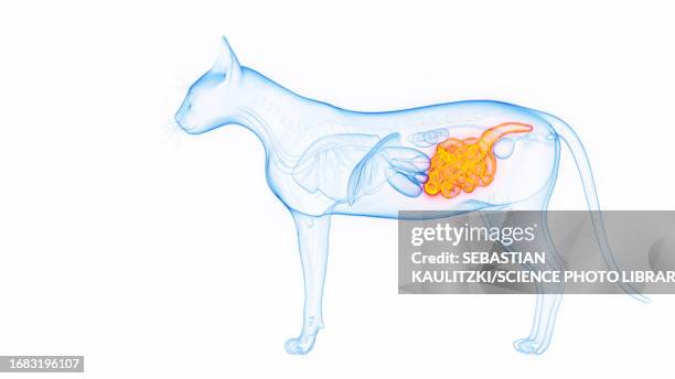 intestines of a cat, illustration - domestic cat stock illustrations