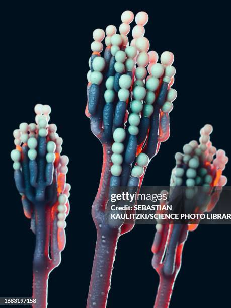 penicillium fungus, illustration - mycotoxin stock illustrations