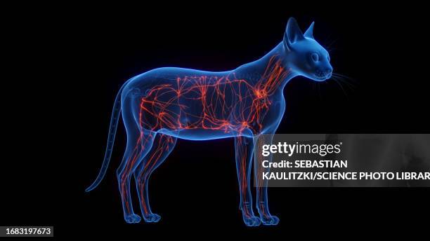 cat's lymphatic system, illustration - lymphatic system animal stock-grafiken, -clipart, -cartoons und -symbole