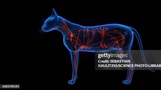 cat's lymphatic system, illustration - lymphatic system animal stock-grafiken, -clipart, -cartoons und -symbole