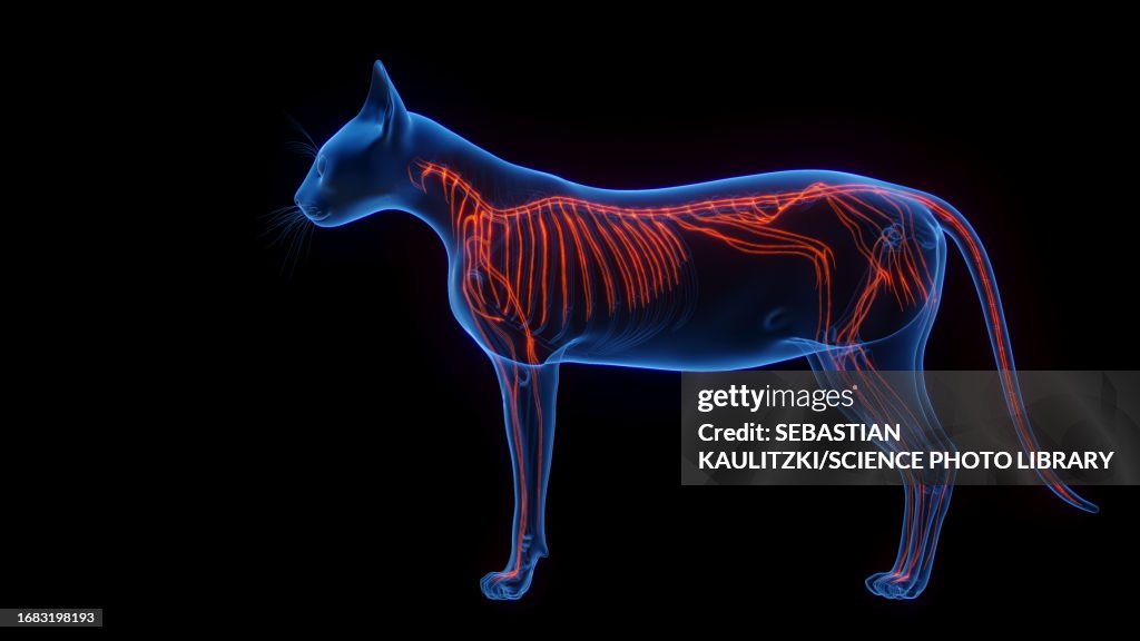 Cat Neural Cats Nervous System Illustration High-Res Vector Graphic - Getty Images