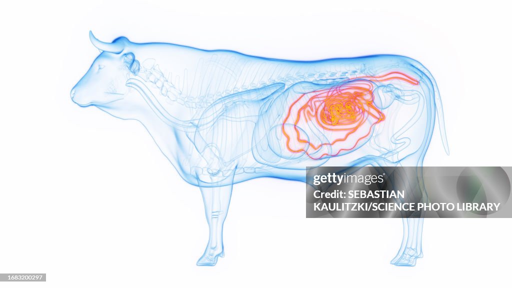 Inverted Intesitines Cows Intestines Illustration High-Res Vector Graphic - Getty Images