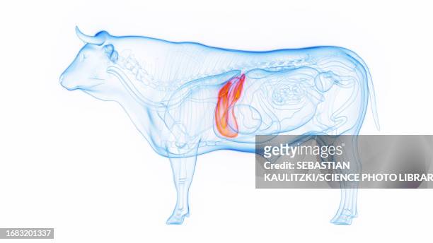 illustrazioni stock, clip art, cartoni animati e icone di tendenza di cow's liver, illustration - bilirubina