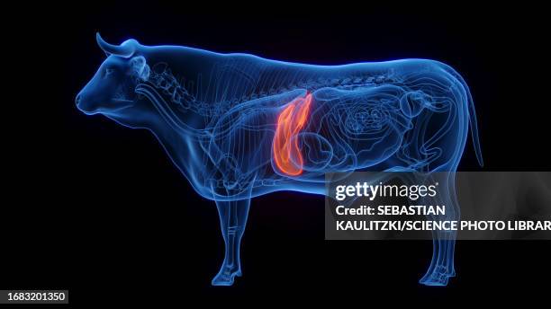 ilustraciones, imágenes clip art, dibujos animados e iconos de stock de cow's liver, illustration - mamífero ungulado