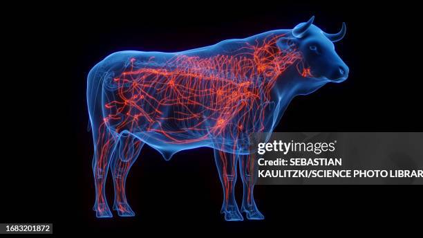 cow's lymphatic system, illustration - lymphatic system animal stock-grafiken, -clipart, -cartoons und -symbole
