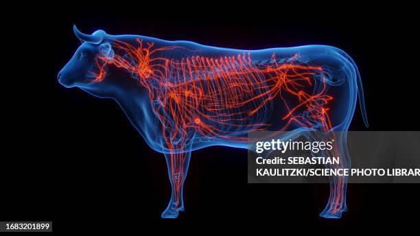 cow's lymphatic system, illustration - lymphatic system animal stock-grafiken, -clipart, -cartoons und -symbole