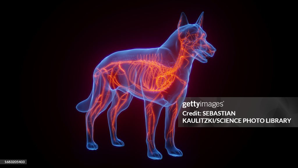 Dog's vascular system, illustration