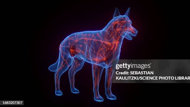 dog's lymphatic system, illustration - lymphatic system animal stock-grafiken, -clipart, -cartoons und -symbole