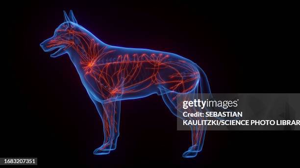 dog's lymphatic system, illustration - lymphatic system animal stock-grafiken, -clipart, -cartoons und -symbole