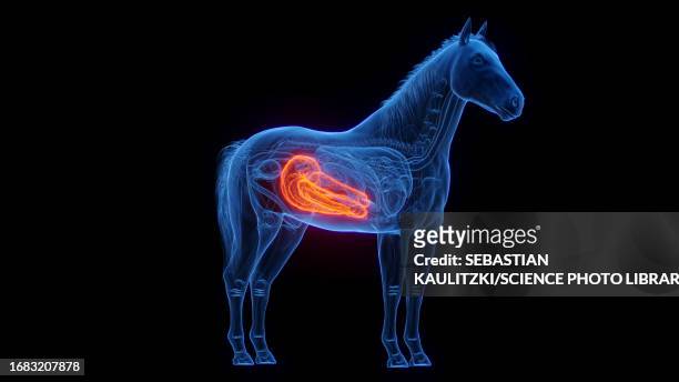 horse's large intestine, illustration - horse digestive system stock illustrations