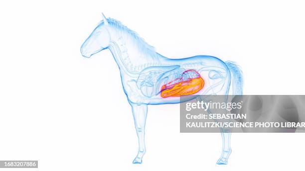 horse's large intestine, illustration - horse digestive system stock illustrations