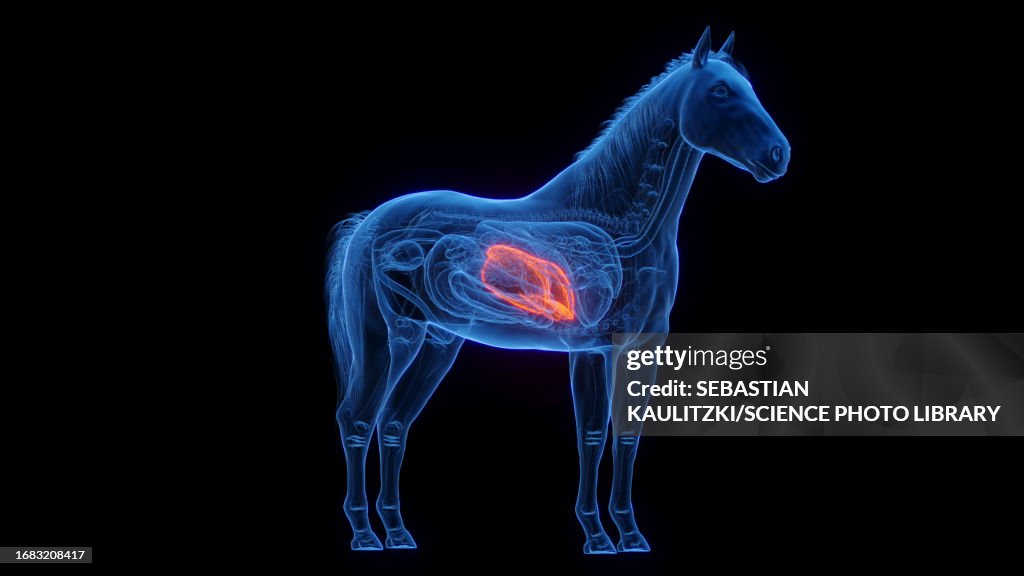 Horse's liver, illustration