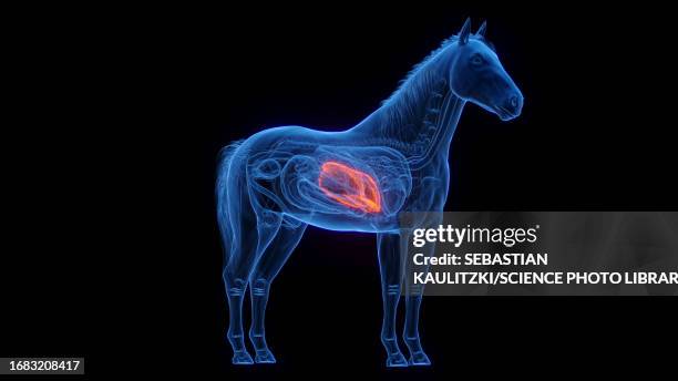 horse's liver, illustration - horse digestive system stock illustrations