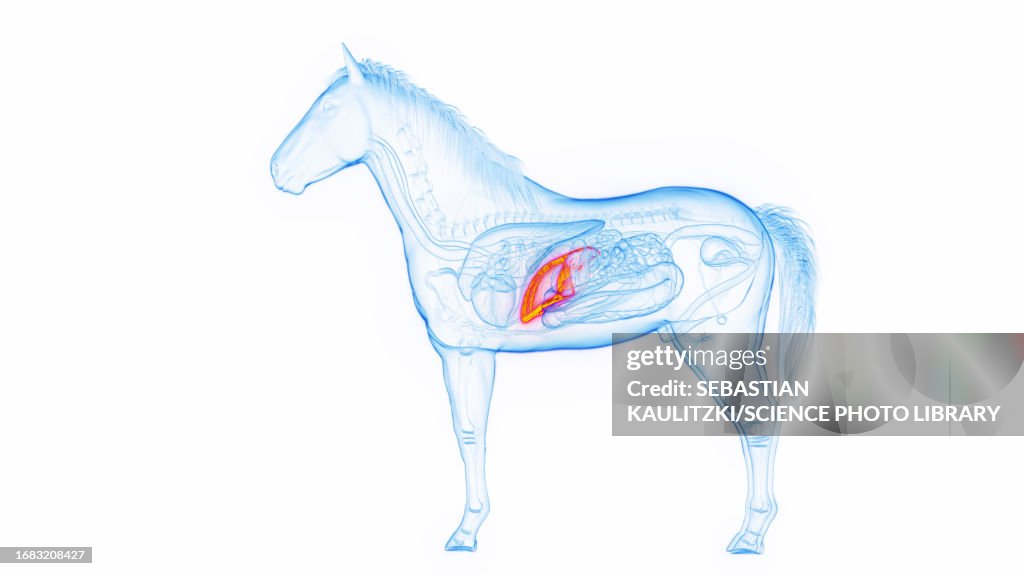 Horse's liver, illustration