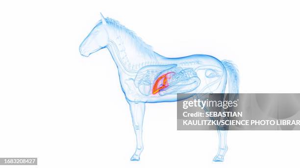 horse's liver, illustration - horse digestive system stock illustrations