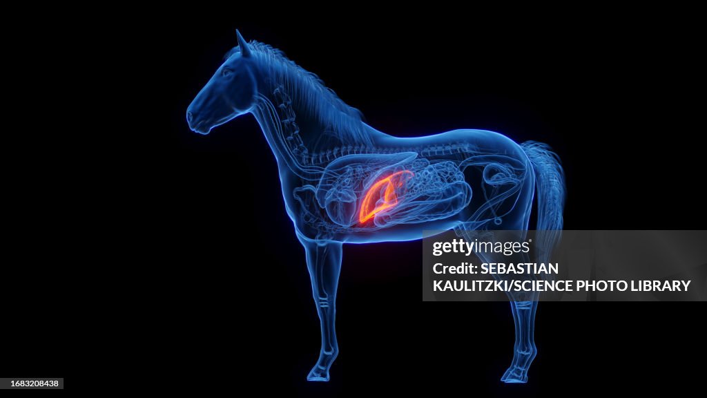 Horse's liver, illustration