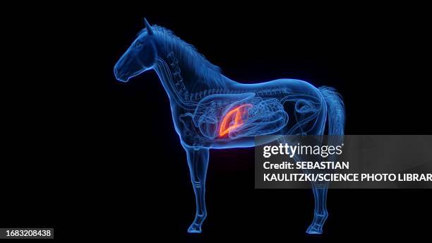 horse's liver, illustration - horse digestive system stock illustrations