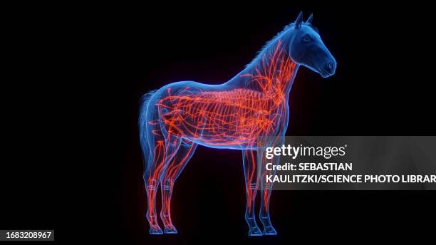 horse's lymphatic system, illustration - lymphatic system animal stock-grafiken, -clipart, -cartoons und -symbole