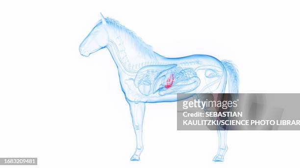 horse's pancreas, illustration - horse digestive system stock illustrations