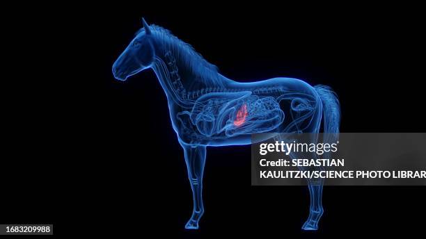 horse's pancreas, illustration - horse digestive system stock illustrations