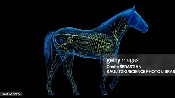 horse's lymphatic system, illustration - lymphatic system animal stock-grafiken, -clipart, -cartoons und -symbole