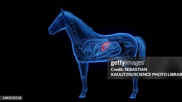 horse's spleen, illustration - spleen stock illustrations