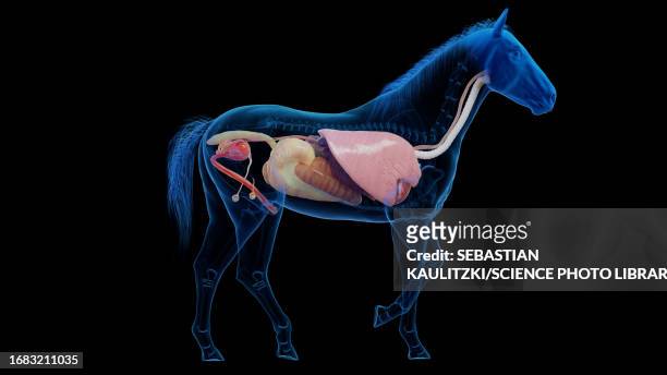 horse's internal organs, illustration - horse digestive system stock illustrations