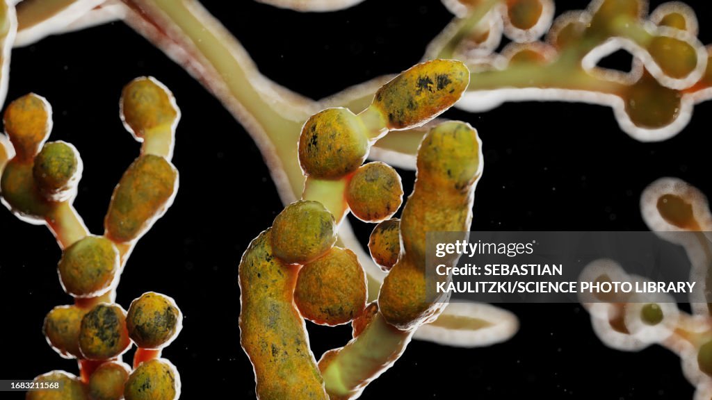 Cladosporium mould, illustration
