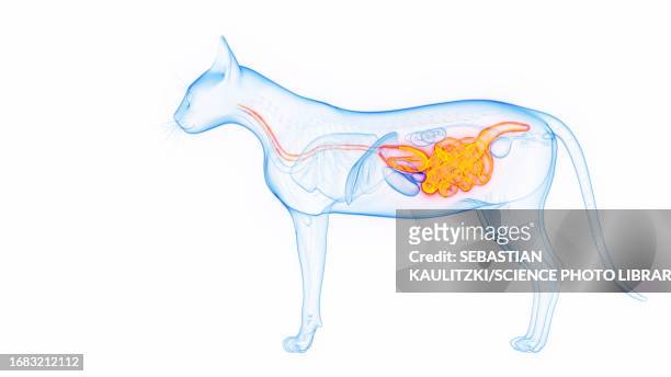 cat's digestive system, illustration - animal digestive system stock-grafiken, -clipart, -cartoons und -symbole