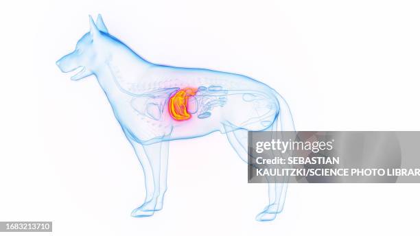 illustrazioni stock, clip art, cartoni animati e icone di tendenza di dog's liver, illustration - bilirubina