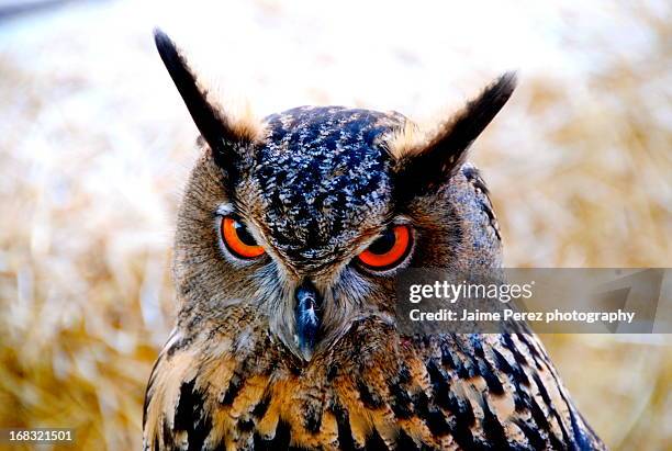 eurasian eagle-owl - eurasia stockfoto's en -beelden