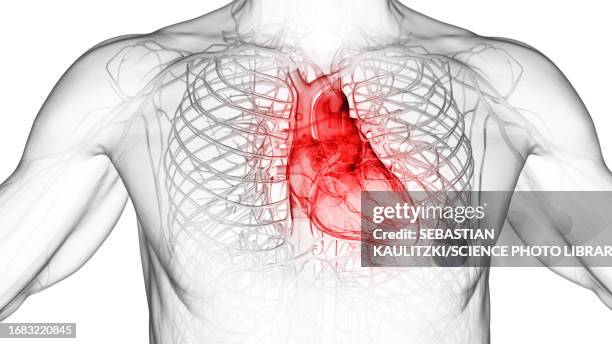 inflamed heart, illustration - coronary artery点のイラスト素材／クリップアート素材／マンガ素材／アイコン素材