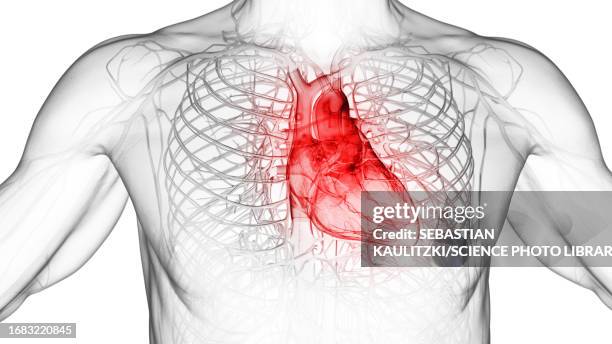 ilustrações de stock, clip art, desenhos animados e ícones de inflamed heart, illustration - aorta