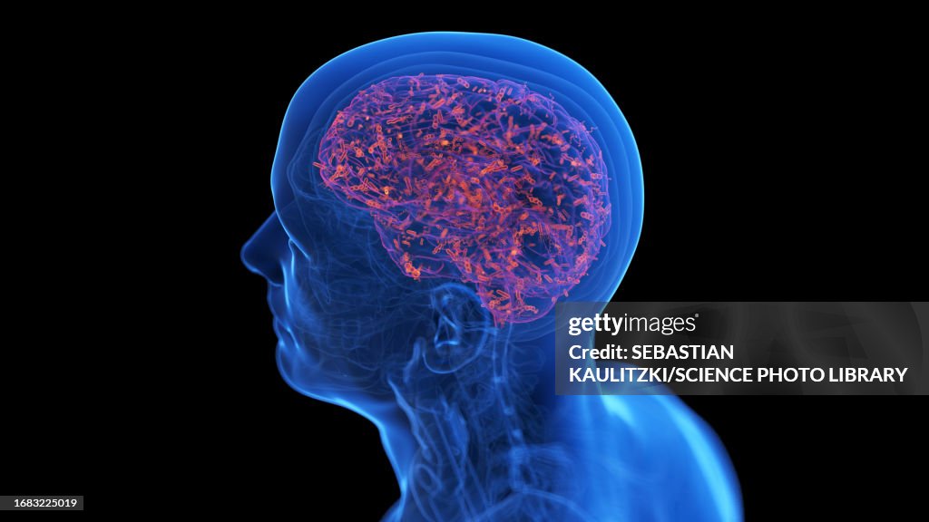 Creier Infectat Infected Human Brain Illustration High-Res Vector Graphic - Getty Images