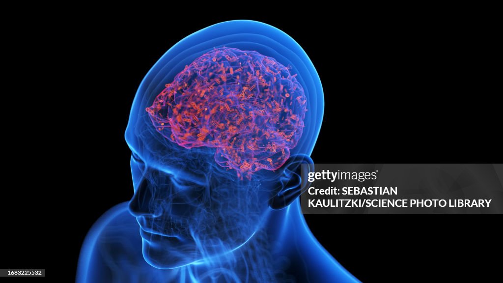 Human Is Infected Infected Human Brain Illustration High-Res Vector Graphic - Getty Images