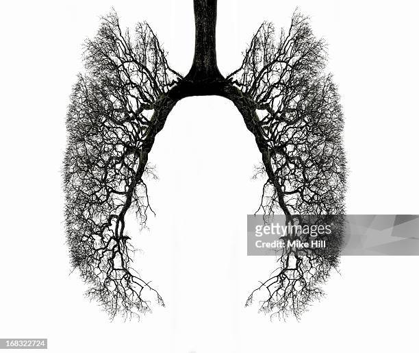 winter tree branches in the shape of human lungs - human lung stock pictures, royalty-free photos & images
