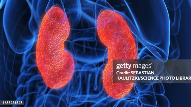 inflamed kidneys, illustration - renal failure stock illustrations