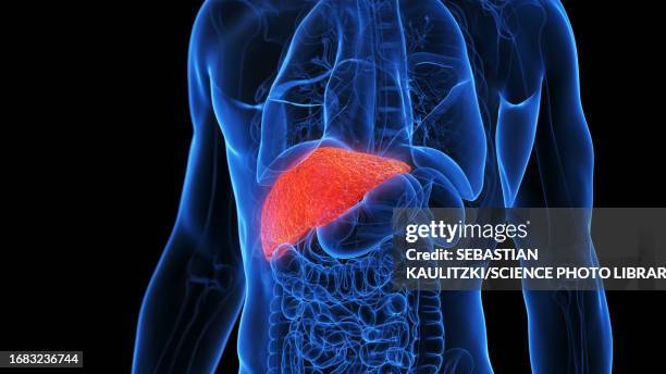 inflamed liver, illustration - liver disease stock illustrations