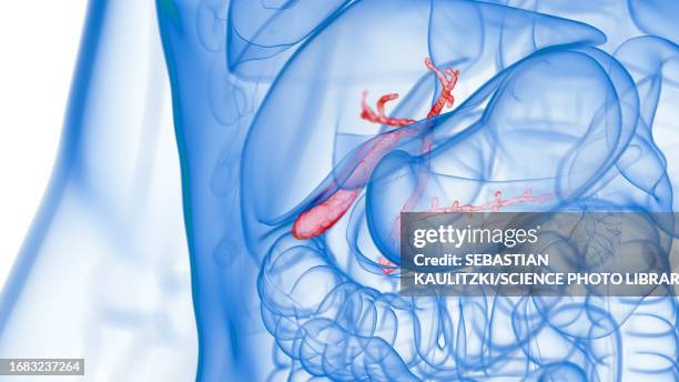inflamed gallbladder, illustration - bladder pain stock illustrations