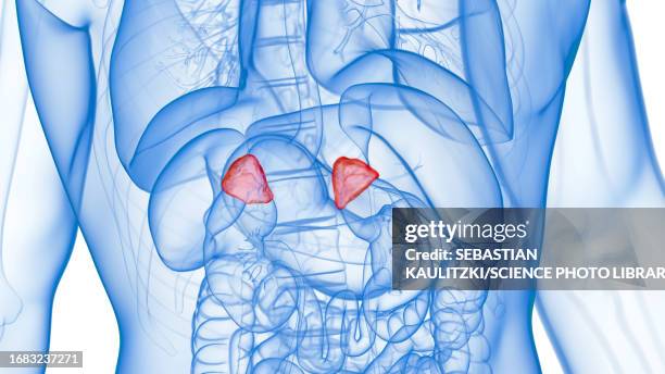 inflamed adrenal gland, illustration - adrenal gland stock illustrations